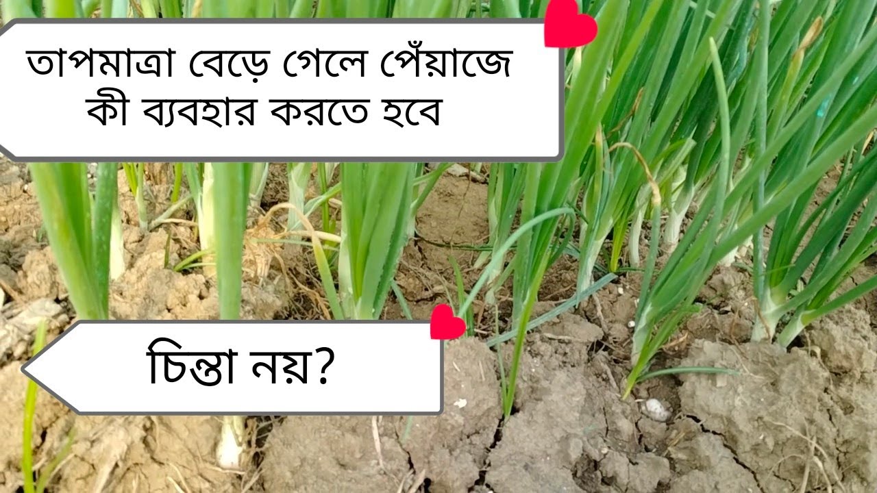 তাপমাএা বেড়ে গেলে পিয়াজের কি খতি হবে।