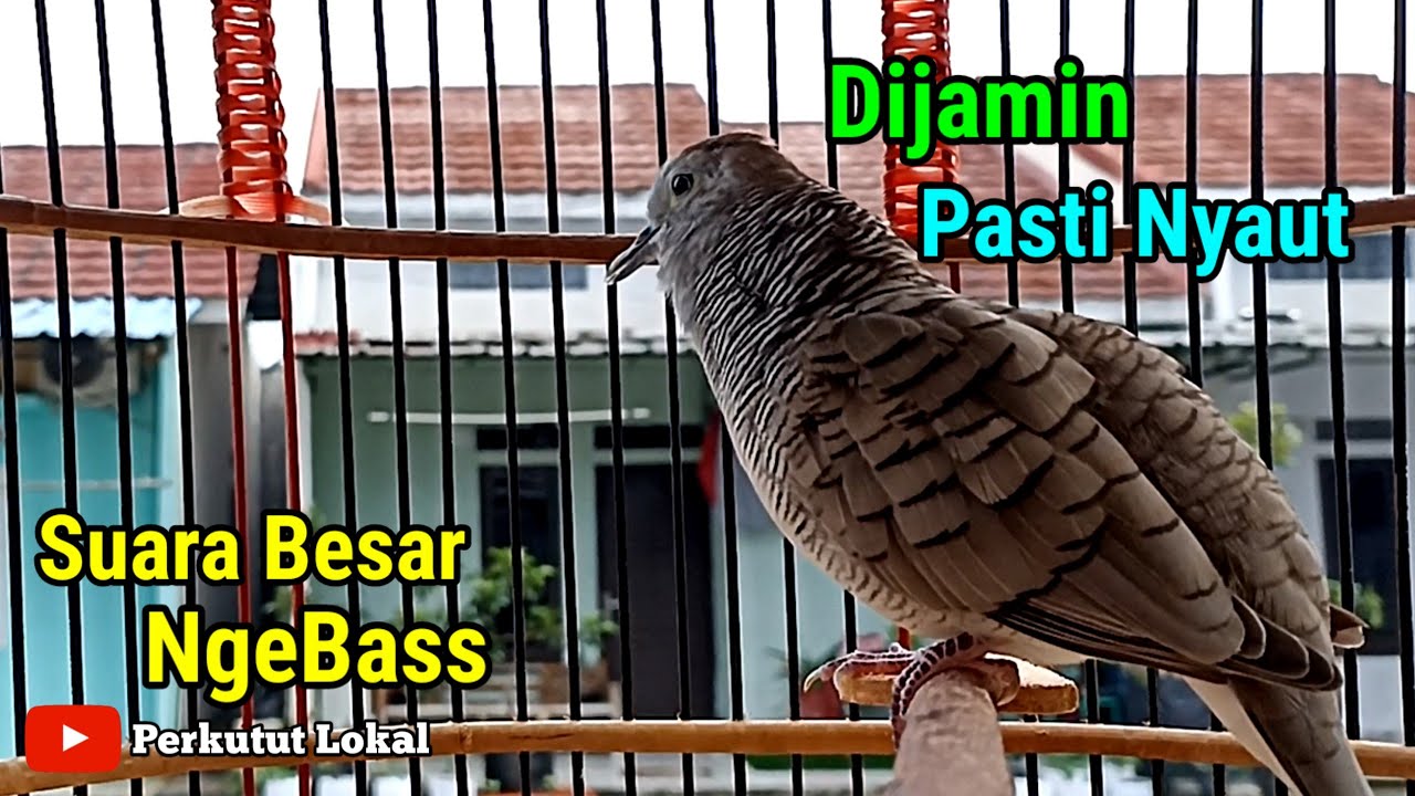 Suara Perkutut Crossing Gacor Untuk Masteran Semua Jenis Perkutut #perkutut #perkututlokalgacor