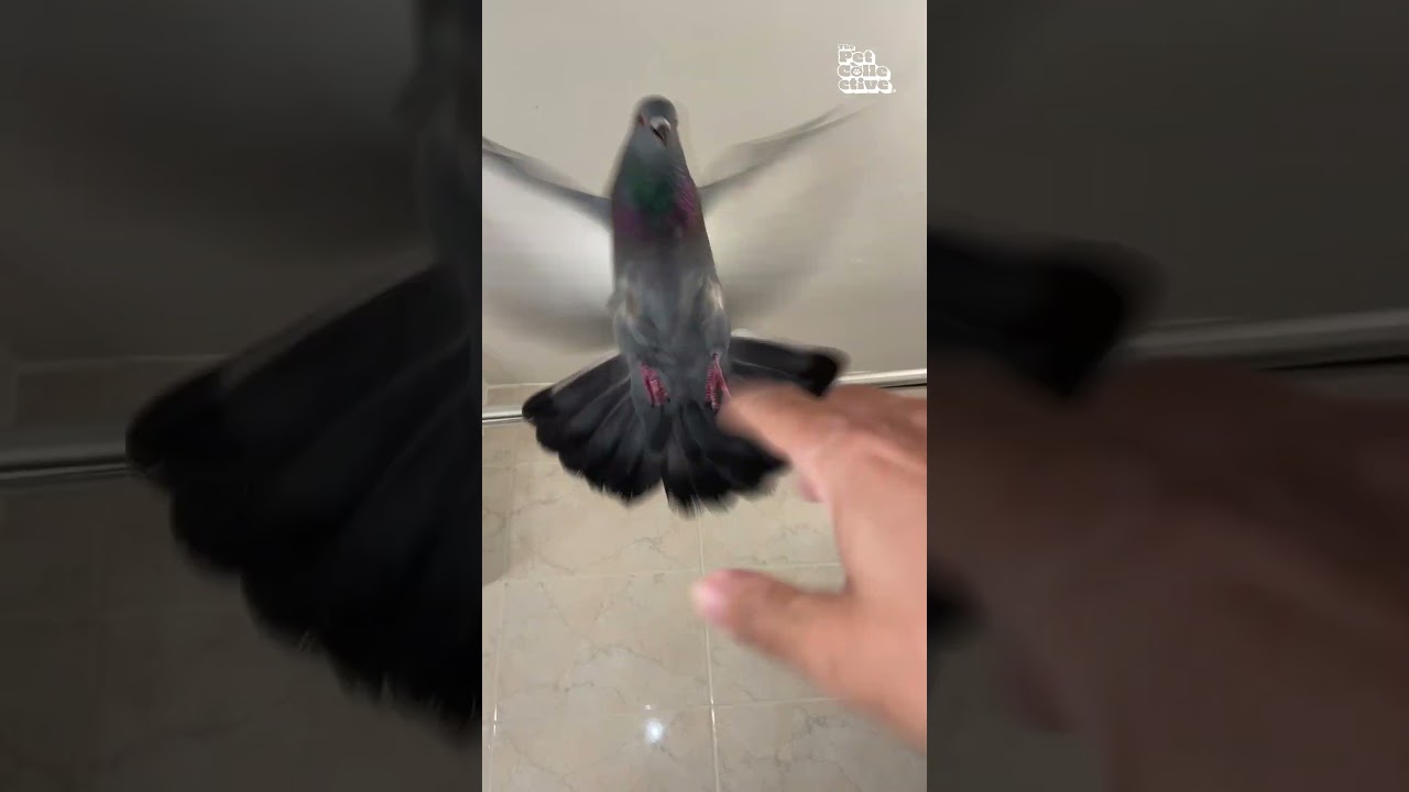 Pigeon Won't Let Man Take A Shower