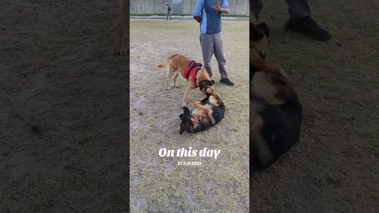 Malinois corrects naturally.