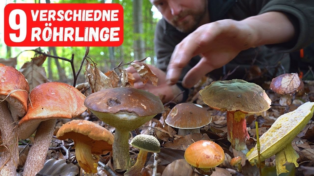 Beste Pilzstellen bei Sammeldruck: Hier stehen Steinpilze & Co