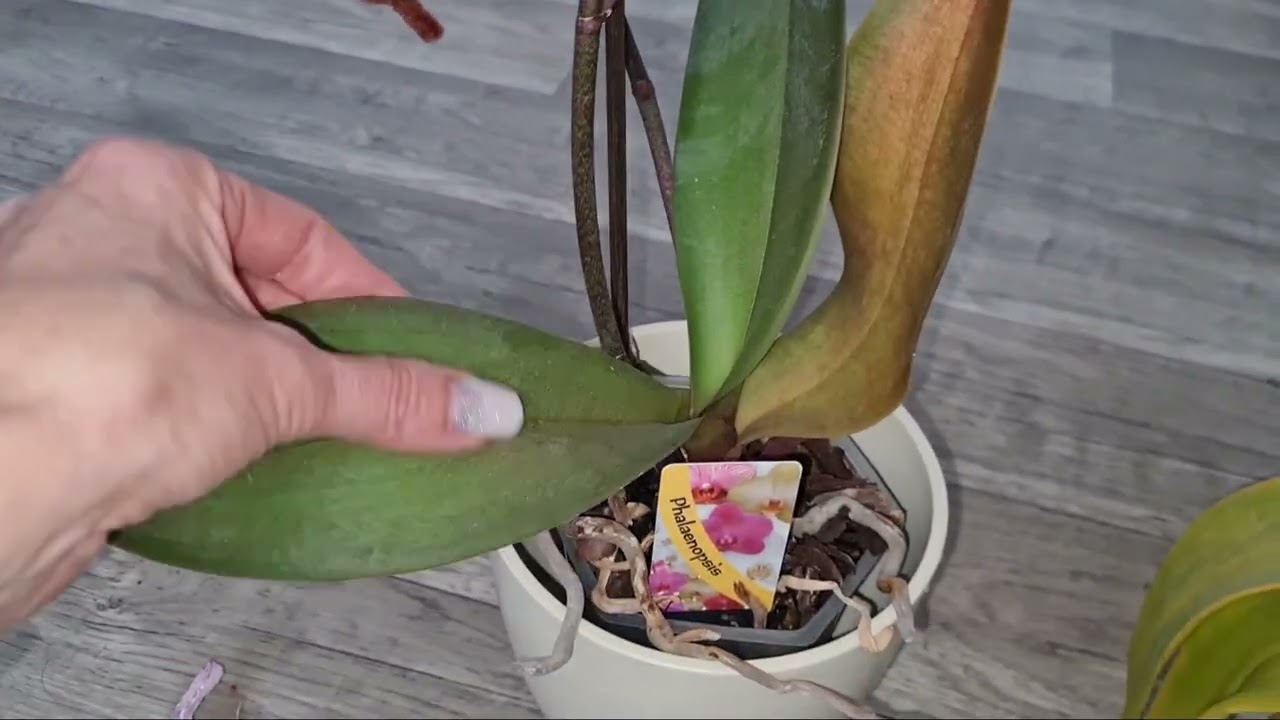 Die beiden Orchideen brauchen dringend Hilfe.