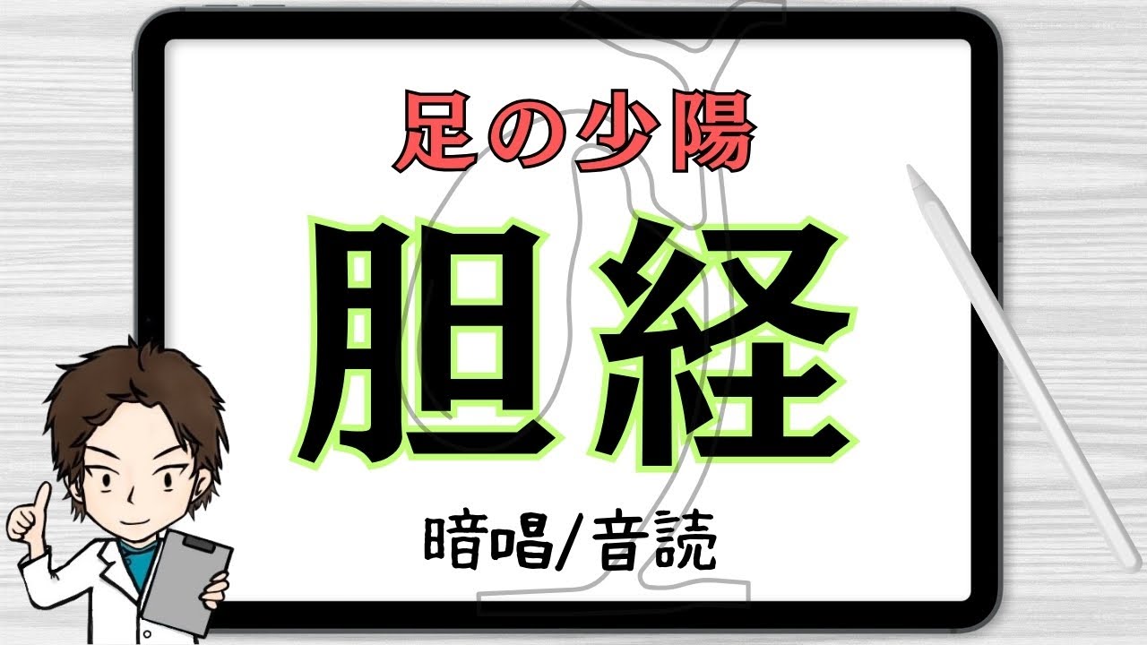 ⑬足の少陽胆経｜経絡経穴の暗唱と音読【あはき国試対策：初級】