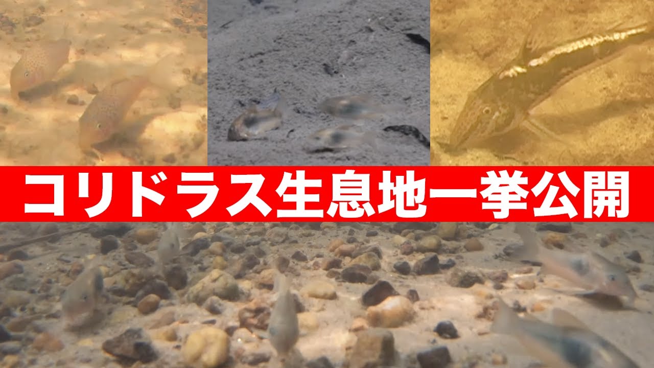 コリドラス の 生息地 まとめて公開 ゲオフロイ, アエネア, アピアカ, コンコロール, メラニスティウム...