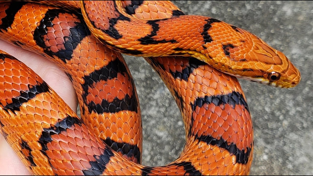 Meet our snakes, part 4: NA rat snakes (part 2)
