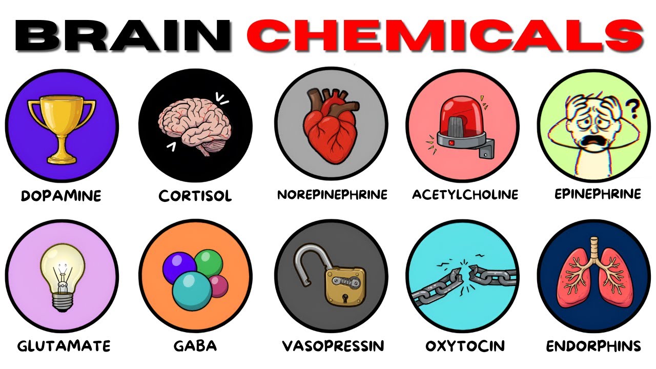 Every Brain Chemical & Their Effects Explained