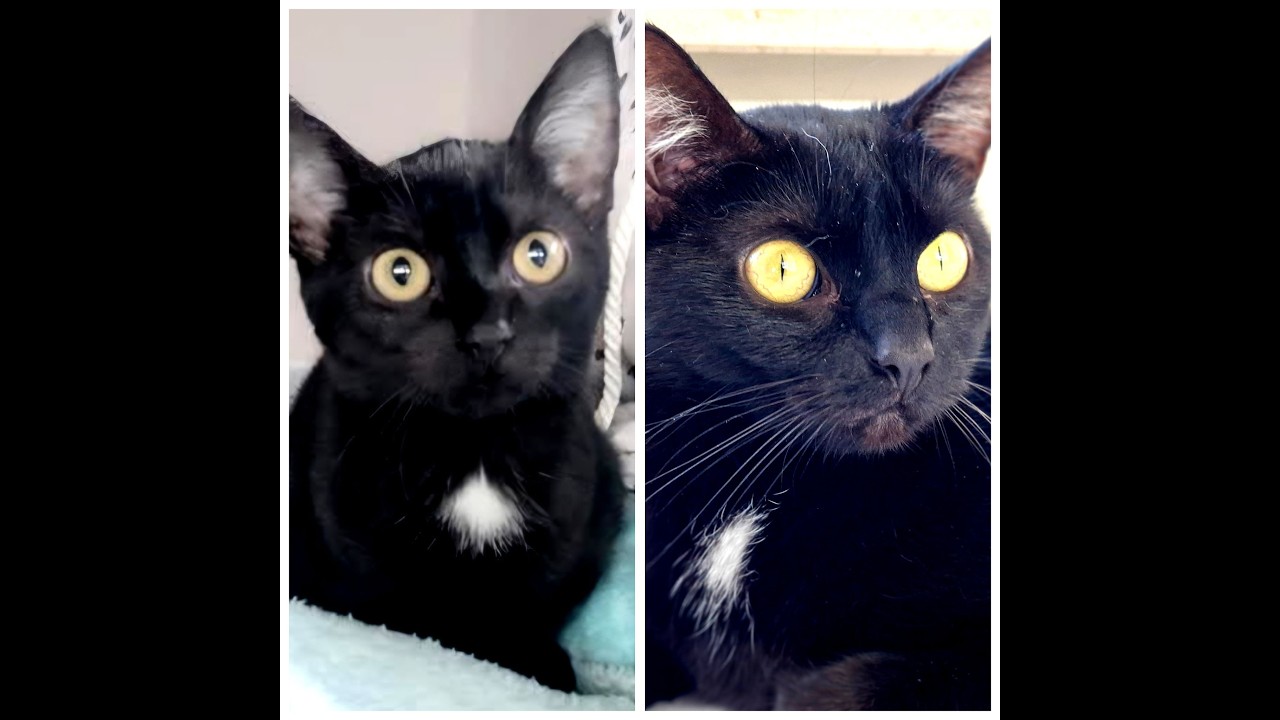 17.02.2026 - Heute vor 3 Jahren haben wir BIBI zu uns geholt, unsere schwarze Schönheit ❤