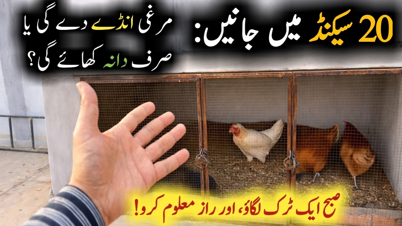 Murghi Anday DegI Ya Sirf Dana Khayegi? || Poultry Farming Secret Tips
