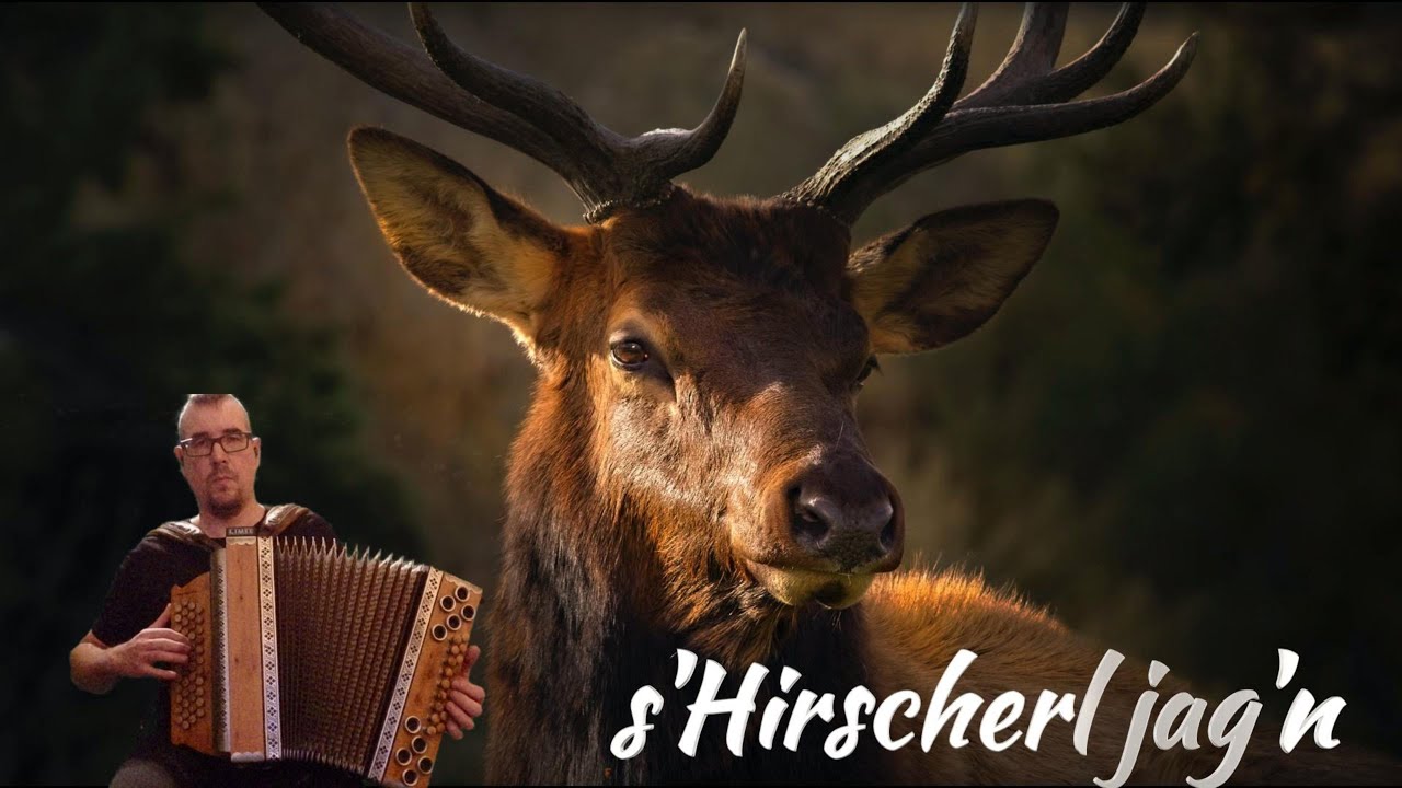 s'Hirscherl jag'n