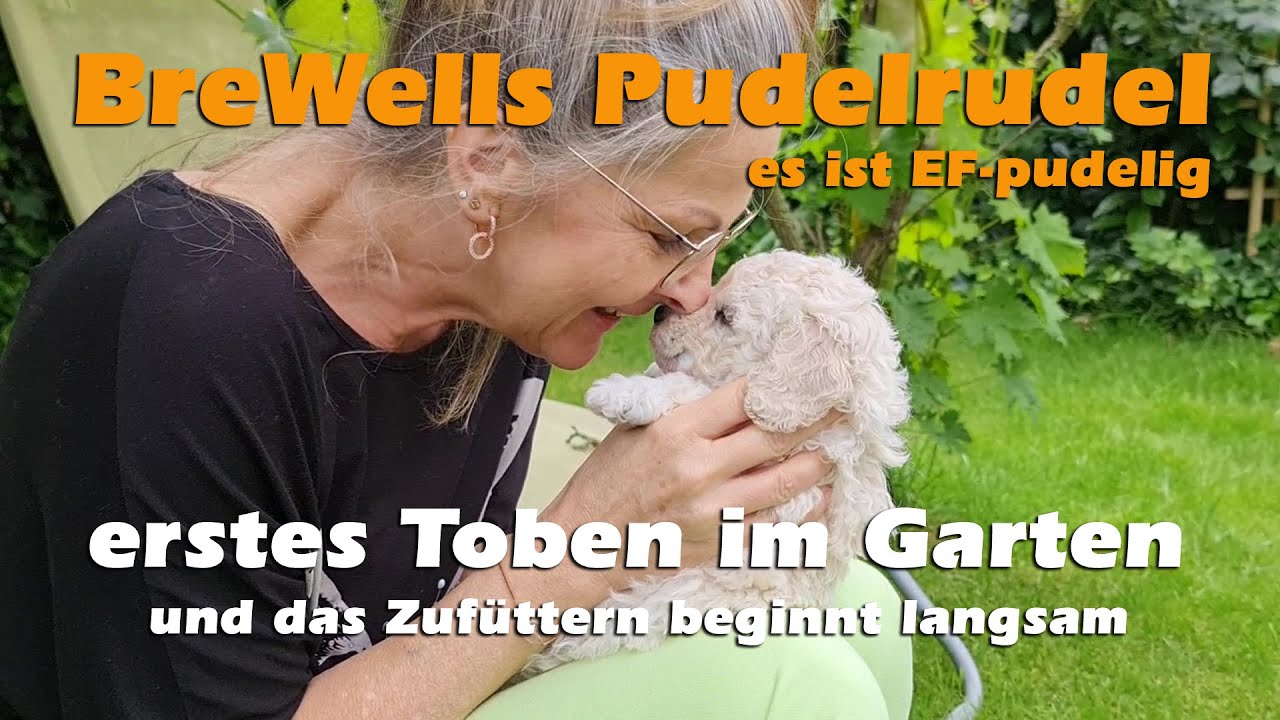 Zwergpudel - Erstes Toben im Garten und das Zufüttern beginnt langsam
