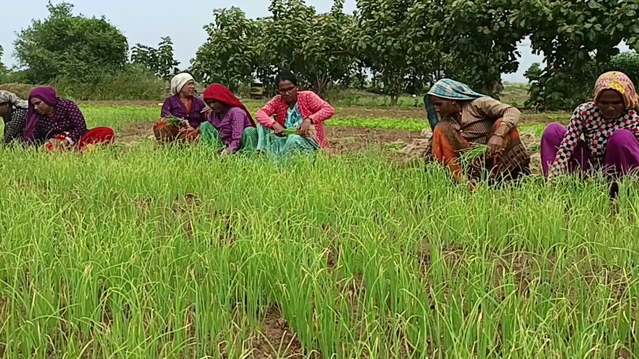आदिवासी कोकणी गीत -  मु.पो.वाघाळे (पाटिल गल्ली), नंदुरबार 