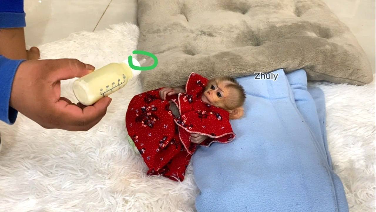 Doll A Like, Zhuly Impatiently Sleep Curious For Milk In Dad’s Hand
