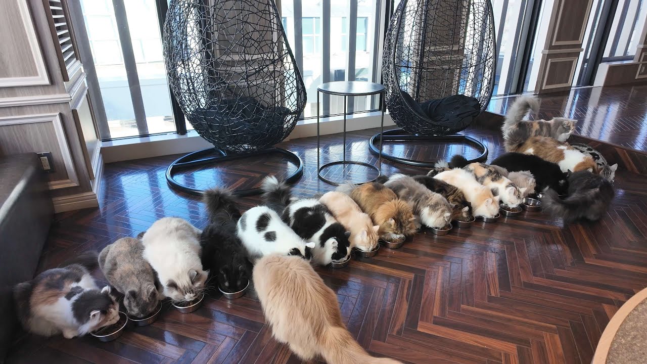 A duplex cat cafe in Shibuya, Tokyo, with lots of cats who love to snack.