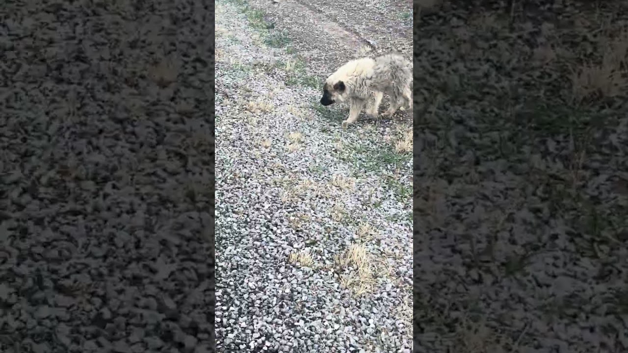 Nasıl korkuyor dağda bir başına 