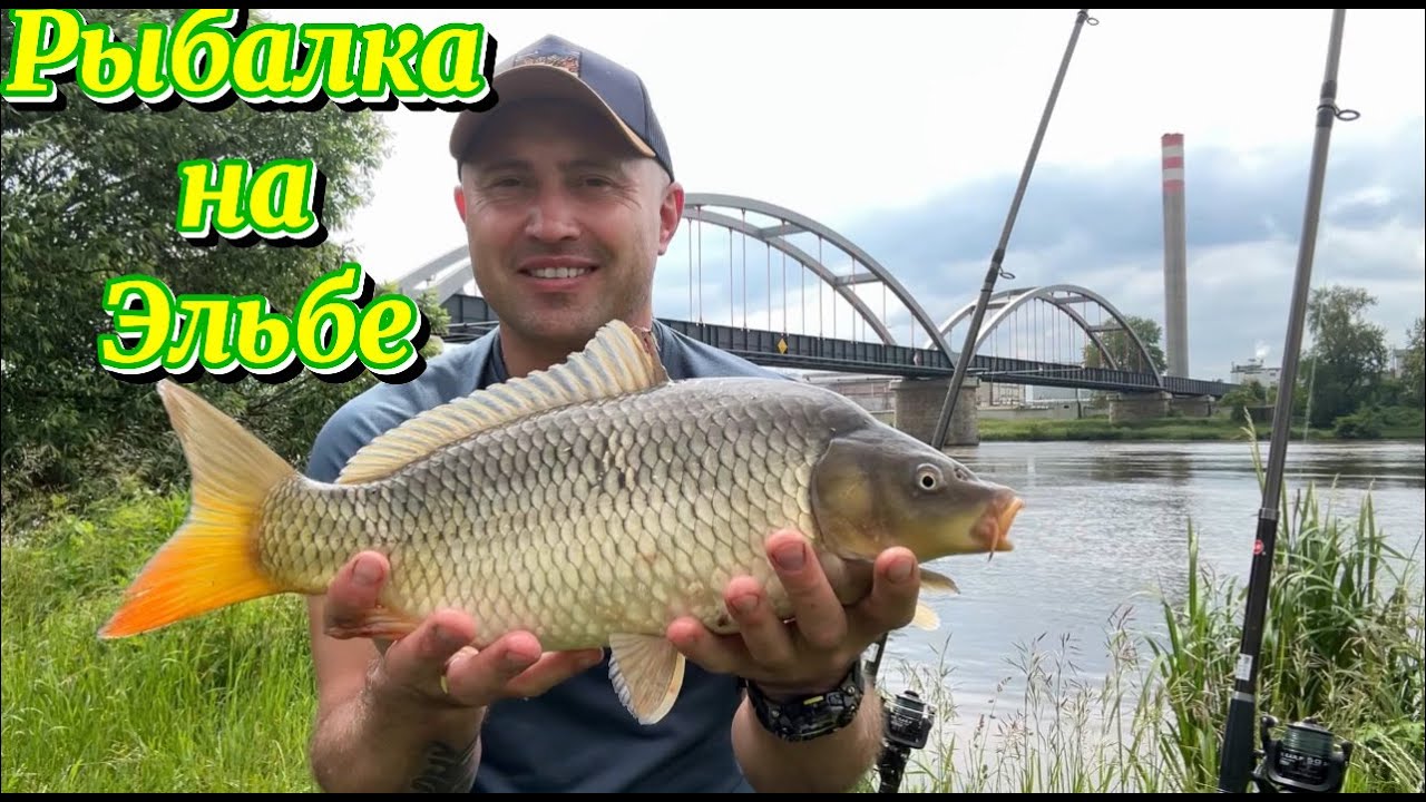 Первый улов на реке Эльба: Карпик на крючке!
