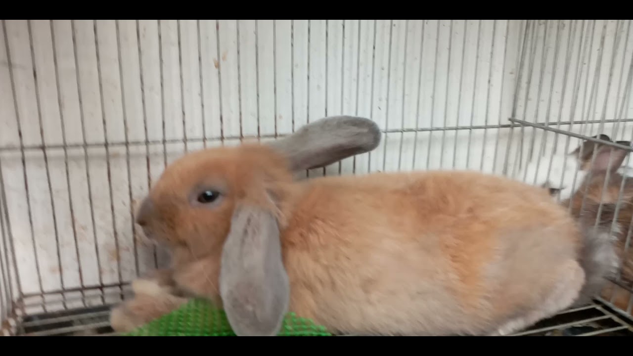 lion head-holland lop mix