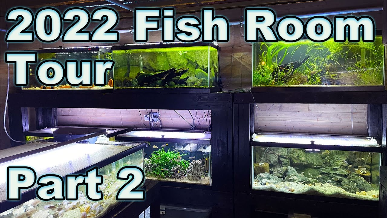 Prime Time Aquatics Fish Room Tour 2022 Part 2: The Wall of 40 Gallon Breeder Fish Tanks!