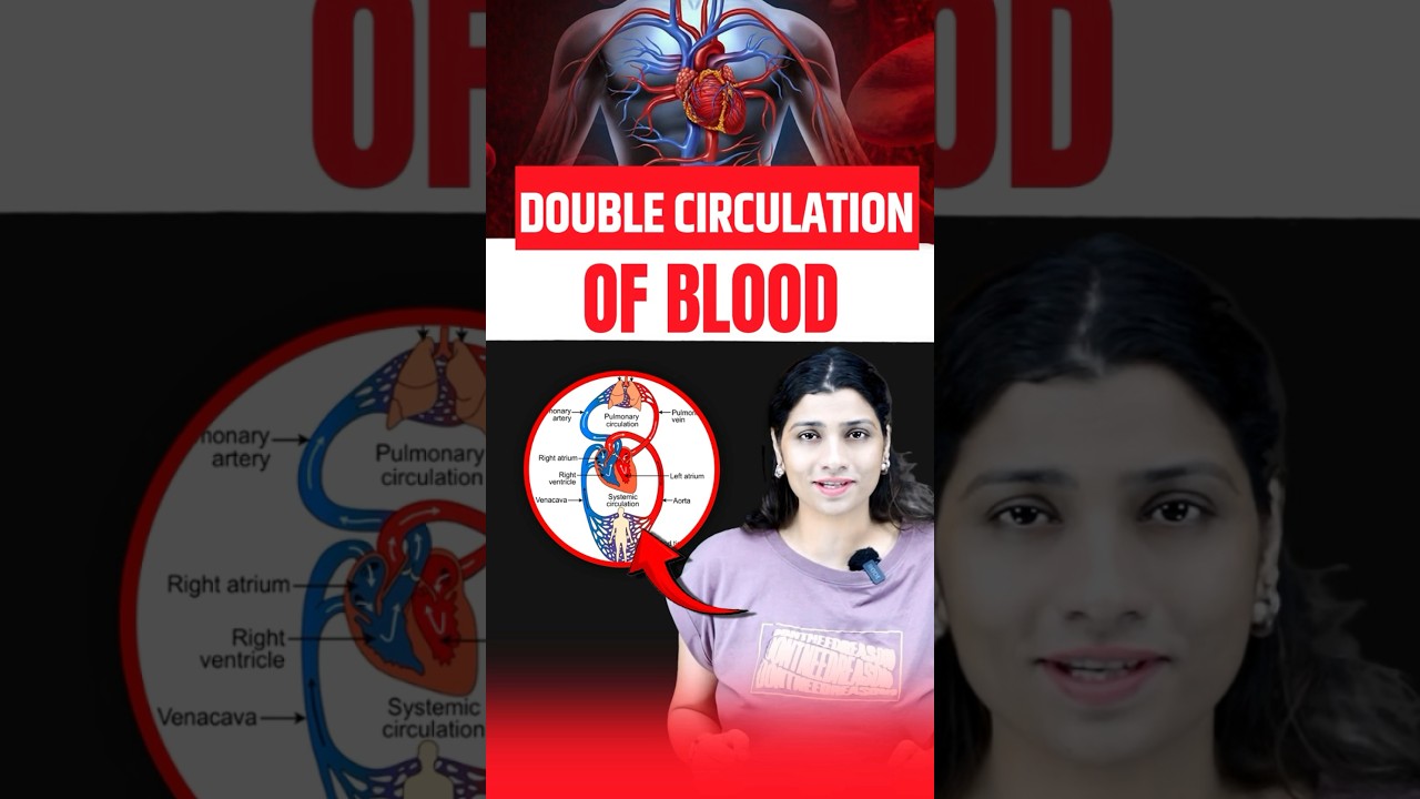Double Circulation Of Blood #neetbiology #neet2025 #riturattewal #doublecirculation
