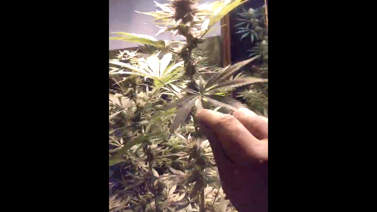 Day35 of flower BC bud depot God bud