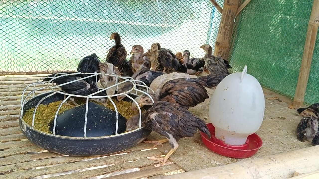 Raising Native Chickens at Home 🐥