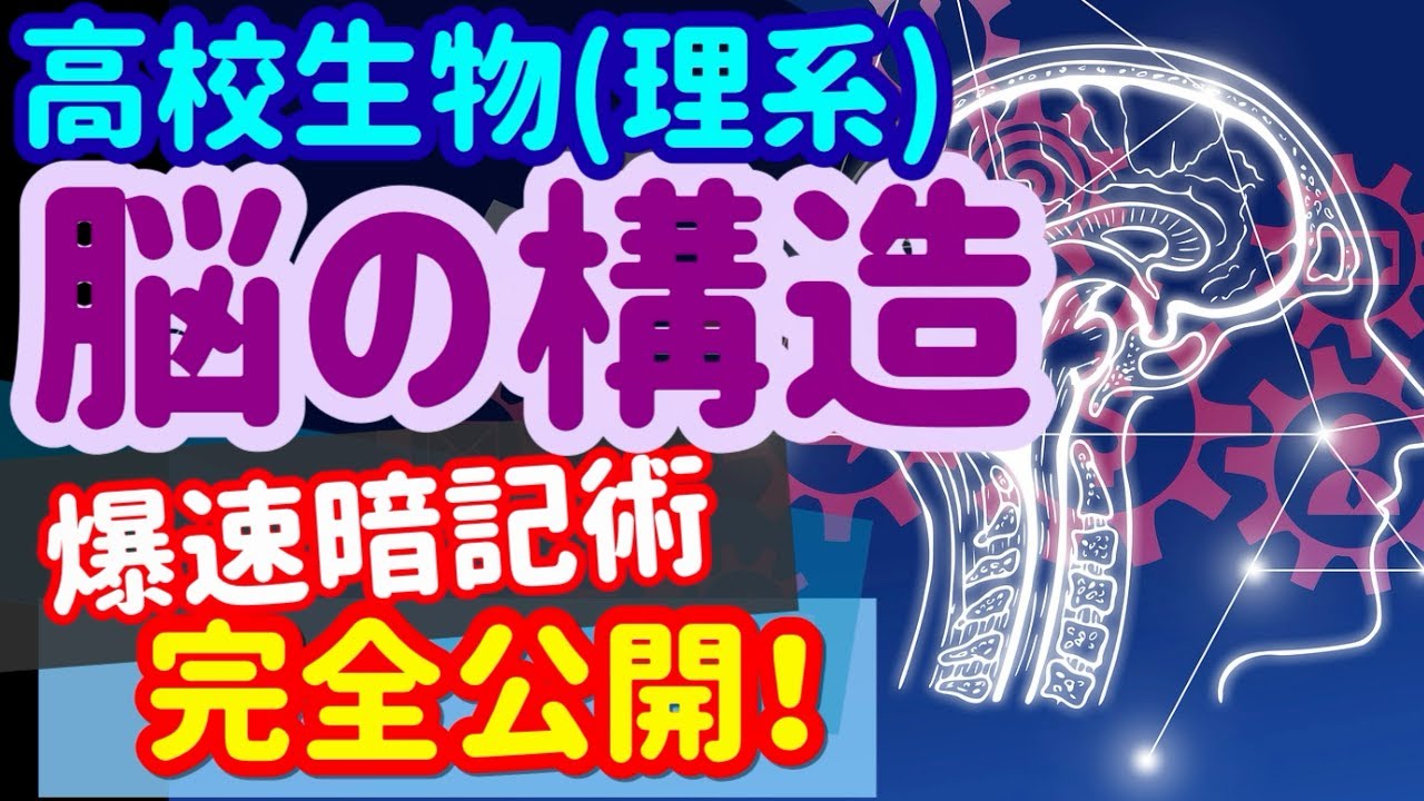 【高校生物 43】神経【脳の構造】を宇宙一わかりやすく