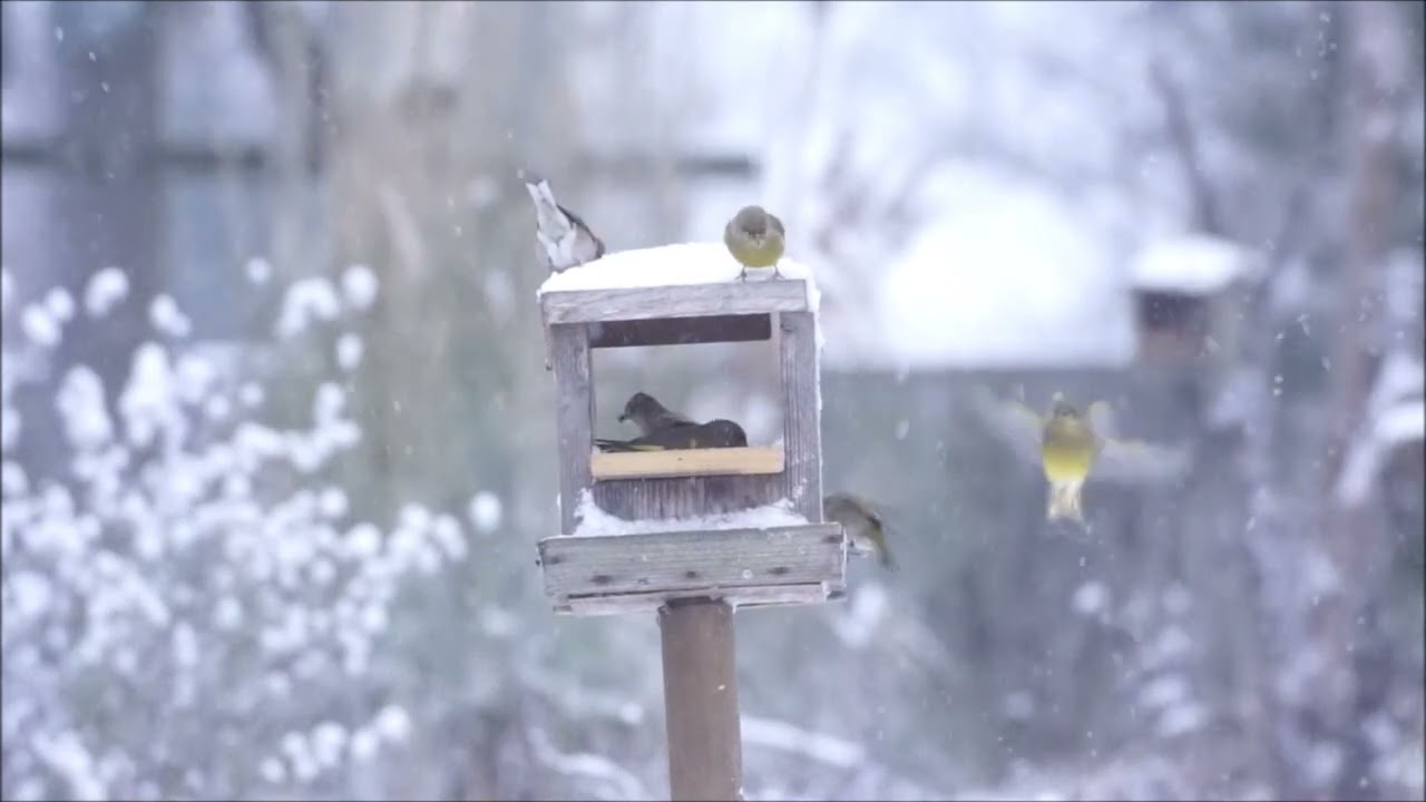 Dans la neige et le froid ! - Serge Devienne – Masny Nord France –  07/01/ 2026