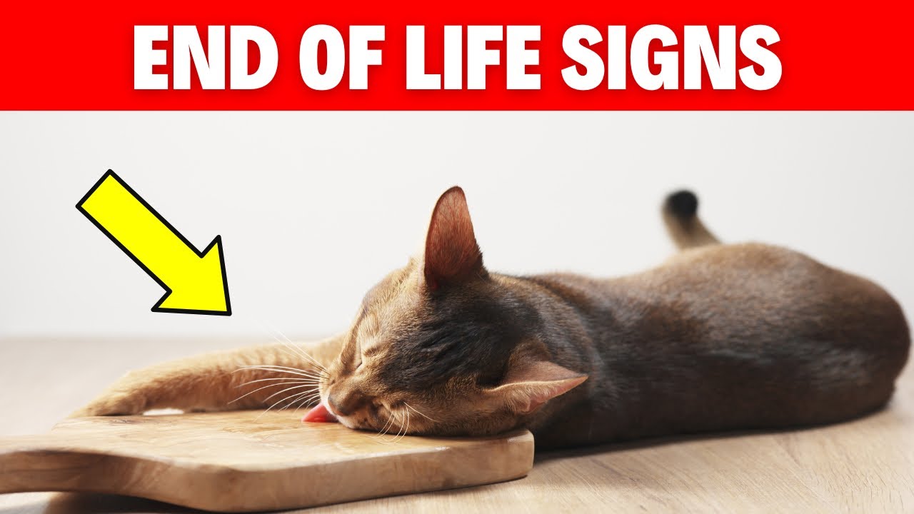 15 Signs Your Cat Is Hiding Pain (NEVER IGNORE)