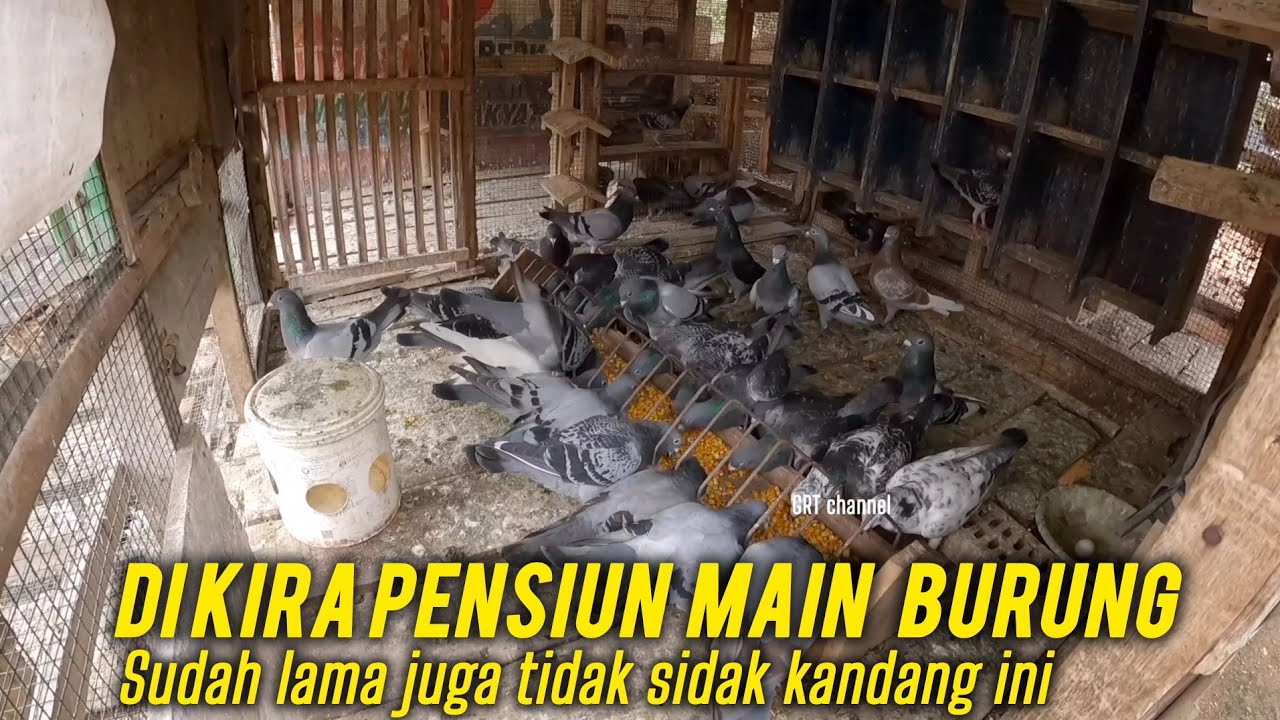 Berburu telur terdampar di kandang SG loft