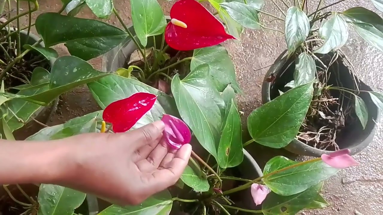 දේශීය ඇන්තූරියම් මල් පැළ පැකේජ් එකක් ගෙනාවා 🥰