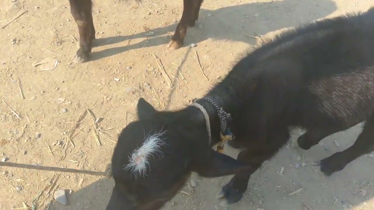 مویشی منڈی 🐮🐮🐮🐂🐂🐂🐏🐑🐔🦢🦢🦢🐔🐔🦜🦜🪿🪿🪿
