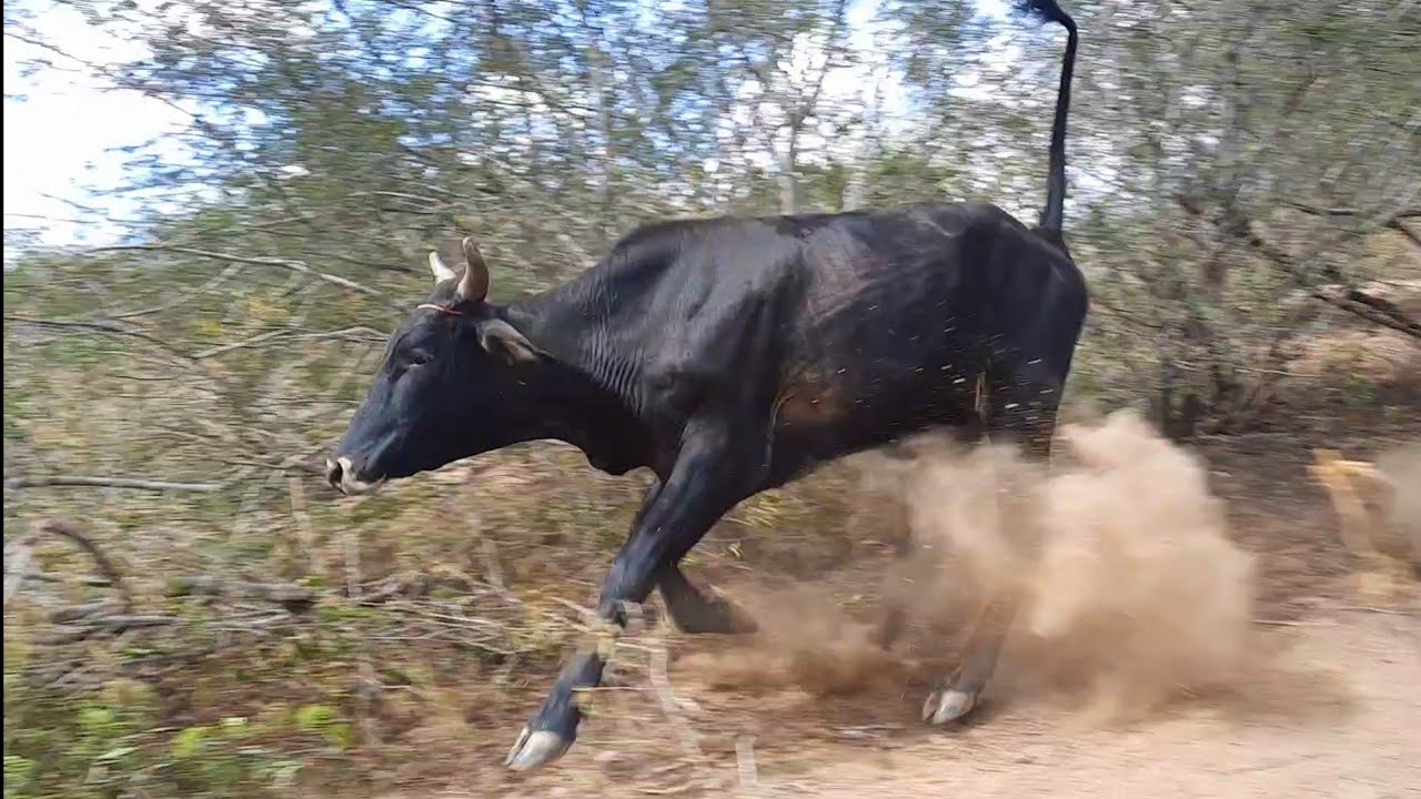 6° pega de boi no mato de CICINHO de carira 17/04/2022/parte 4