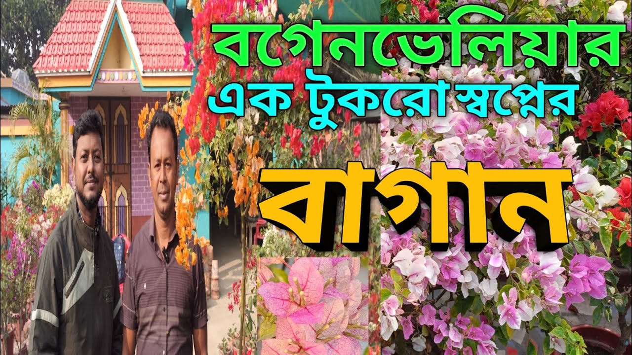 বগেনভেলিয়ার এই অপরূপ সুন্দর  বাগান সেন্টু দা নিজের হাতেই তৈরী করেছেন। জলঙ্গি মুর্শিদাবাদ।