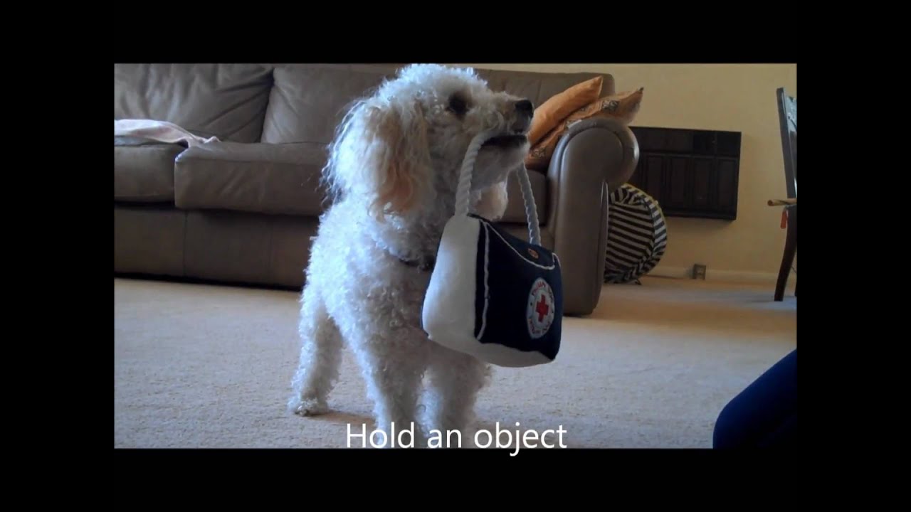 Miniature Poodle Tricks #4