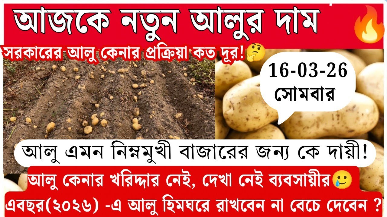 আজকে আলুর দাম মাঠে কি হচ্ছে!🔥 এ বছর আলু রাখবেন নাকি বেচে দেবেন? WB potato market update 