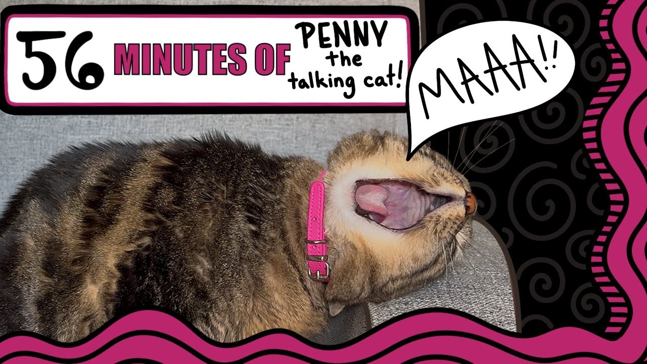 SO MUCH PENNY! Crazy neighbors, a code red, costume fun, Christmas carols, babysitter and more!