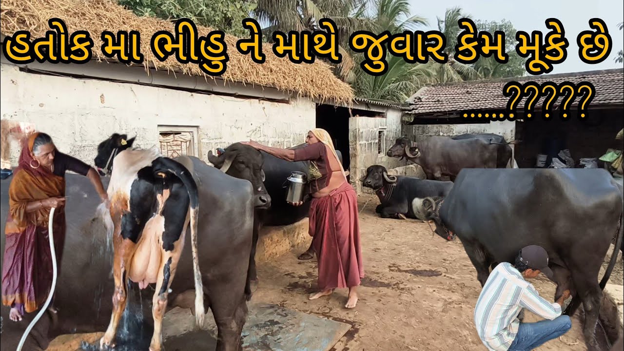 આખો તબેલો વાલી મા એ ઘહે ઘહે ન ધોવે નાખો 🤓🤓🤓