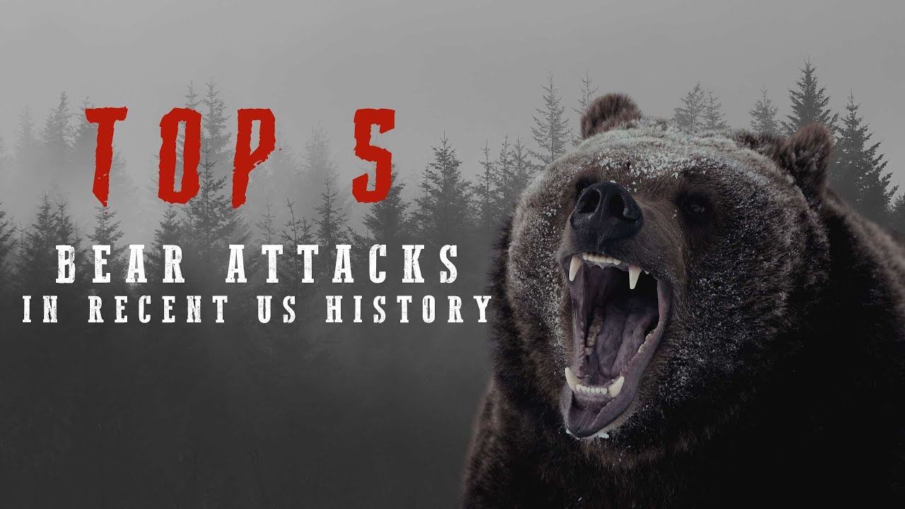Top 5 Bear Attacks in The United States