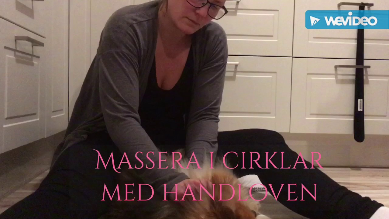 Massage för din hund