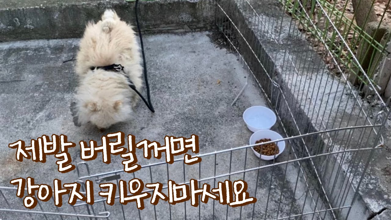 제발 버릴꺼면 강아지 키우지마세요. (유기견 임시보호)