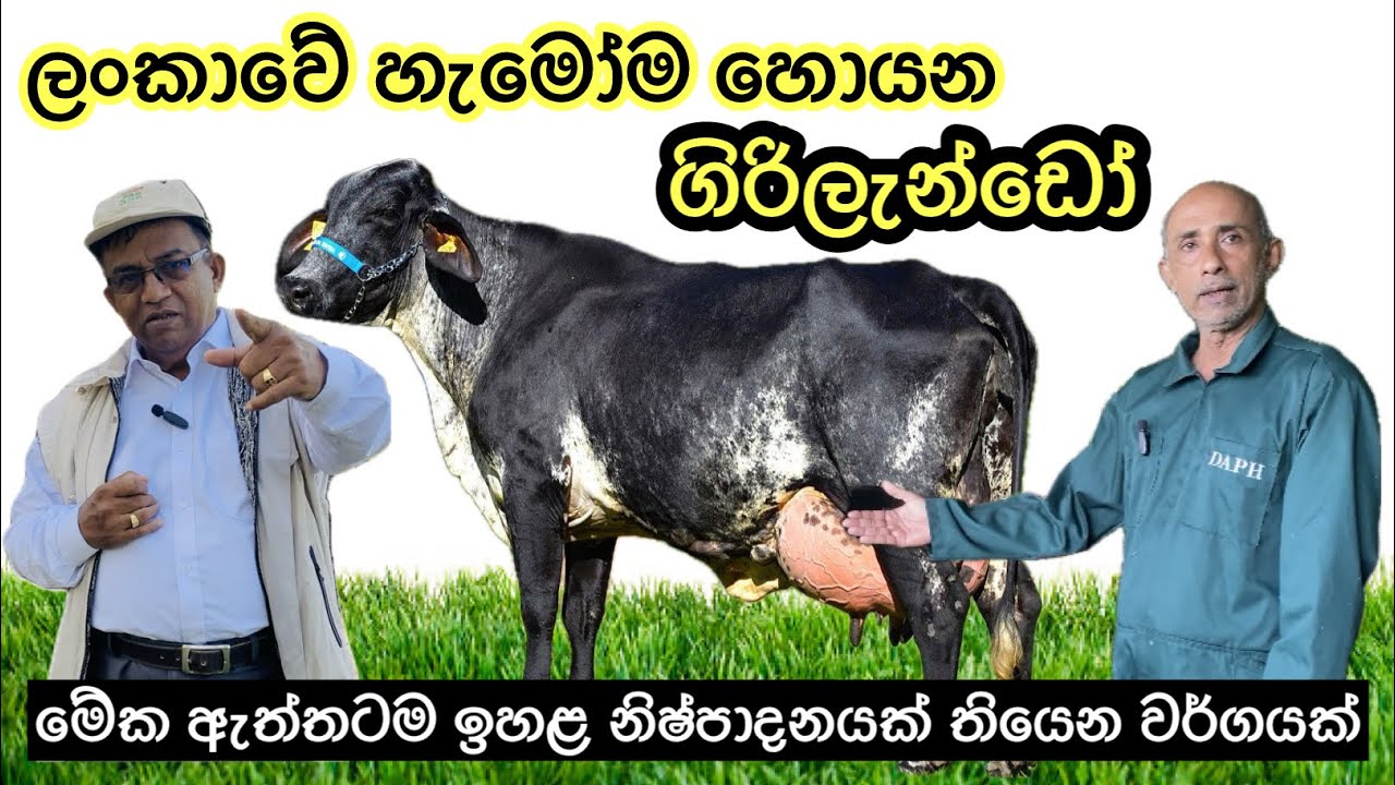 ලංකාවට ගැළපෙන ඉහළ නිෂ්පාදනයක් ඇති ගිරිලැන්ඩෝ ගව වර්ගය🐄/Girolando Cattles🐄🥛#dairyfarming #livestock