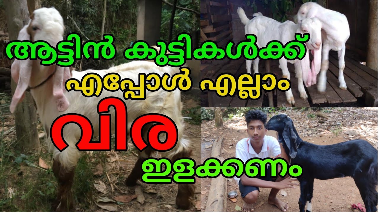 ആട്ടിൻ കുട്ടികൾക്ക് എപ്പോൾ എല്ലാം വിര ഇളക്കണം||Deworming of goat