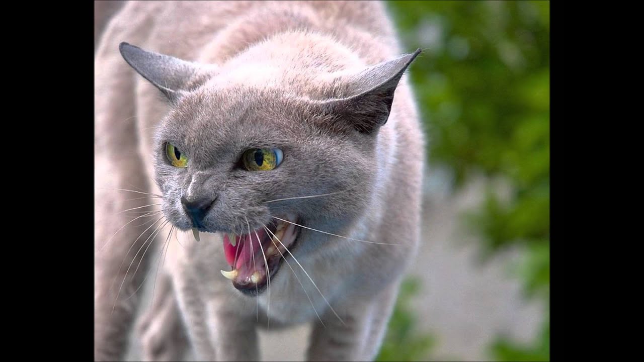 So God Made a Cat - Not Paul Harvey...
