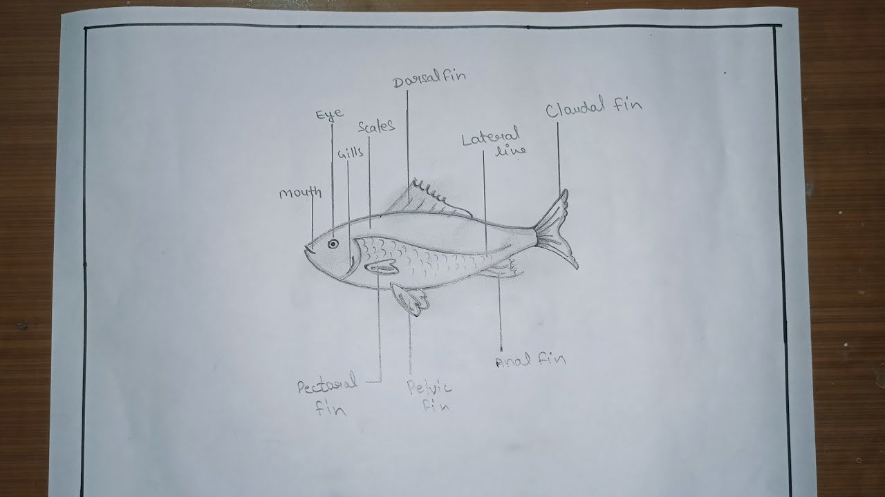 How to Draw Label Diagram of Fish easily/how to draw fish level diagram / Fish Drawing Step by Step 