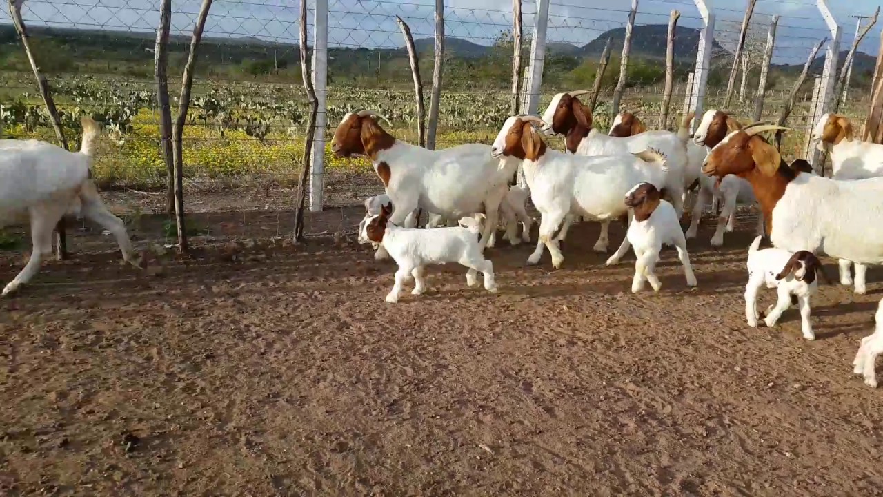 Cabritos boer. Goat. Chivo.