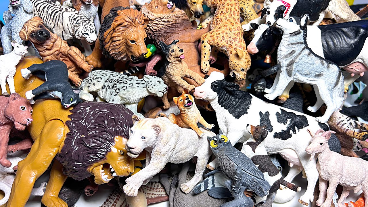 Wild Cats, Big Cats, Farm Animals, Dogs, Cats, and Birds Collection