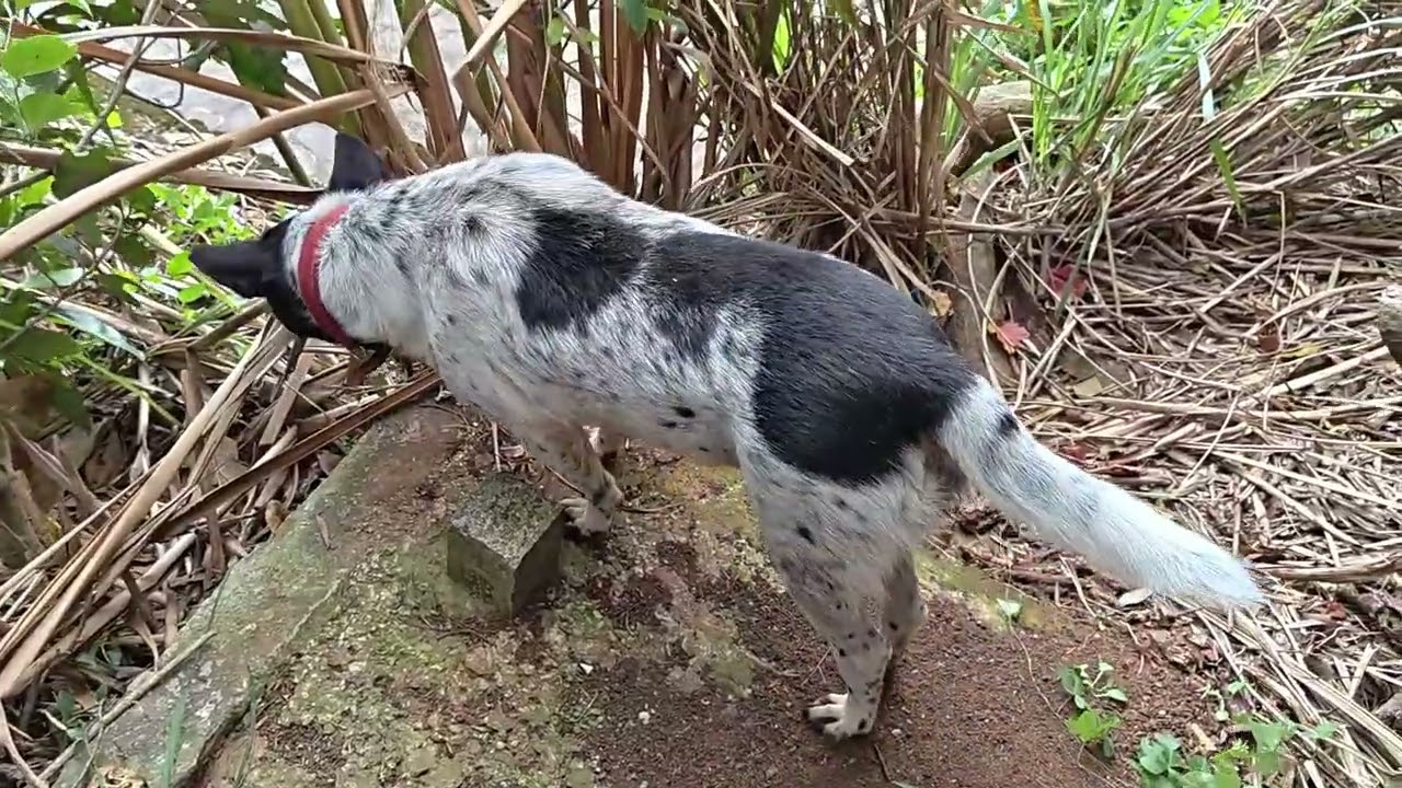 台北市北投 三層崎公園 貴子坑山 不動瀑布 仙掘池 稻香山 嘎嘮別山 忠義山 嗄嘮別公園(桃源溪步道)