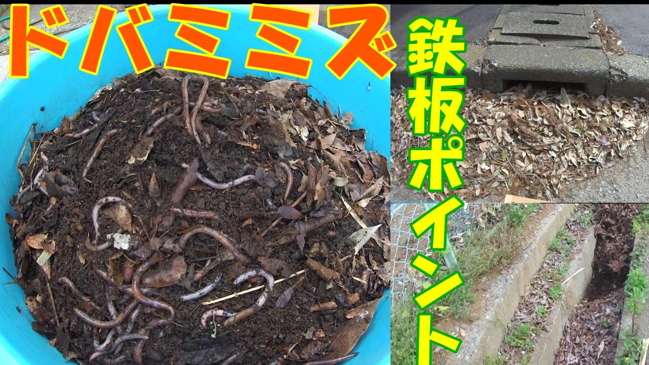 【2024ドバミミズ採取1】U字溝、歩道排水口、鉄板ポイント