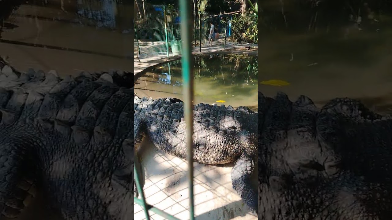 cocodrilario 