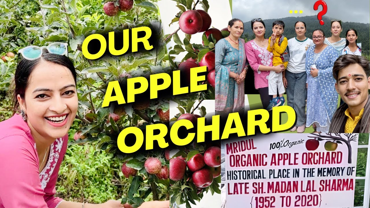 Welcome To Our Apple Orchard (Bilaspur H.P)🍎🍏| बाड़ी धार (Badi ki Dhar) Trek with Family