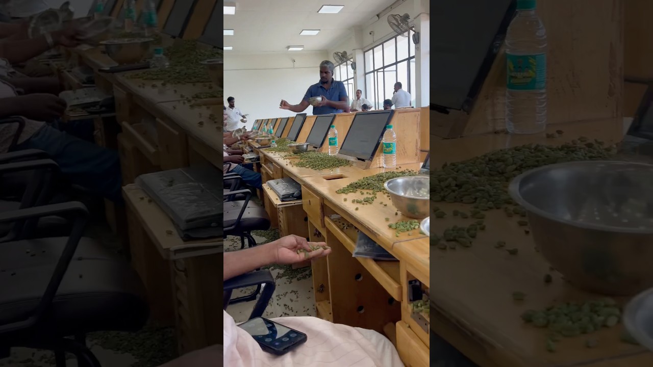 Cardamom Auction #cardamom #spices #kerala #shorts #business #youtube #trending #shortsfeed #job